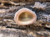 Peziza vesiculosa image