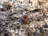 Peziza vesiculosa image