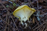 Cantharocybe gruberi image