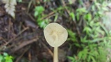 Marasmius wynneae image