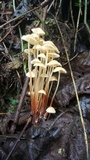 Marasmius wynneae image