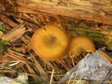 Tricholomopsis decora image
