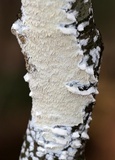 Irpex lacteus image