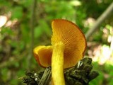 Tricholomopsis decora image