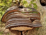 Ganoderma adspersum image