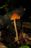 Entoloma quadratum image