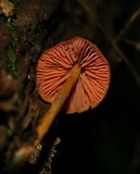 Entoloma quadratum image