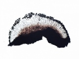 Toninia aromatica image
