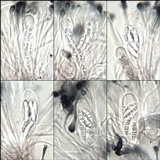 Toninia aromatica image