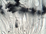 Toninia aromatica image