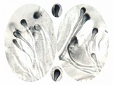 Toninia aromatica image