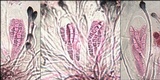 Toninia aromatica image
