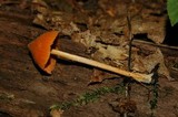 Entoloma quadratum image