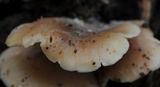 Lentinellus pulvinulus image