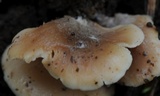 Lentinellus pulvinulus image