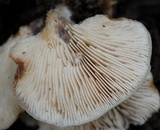 Lentinellus pulvinulus image