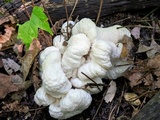 Entoloma abortivum image