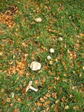 Hebeloma sinapizans image