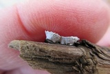 Poronidulus conchifer image