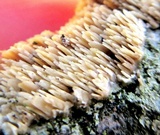 Dentipellis fragilis image
