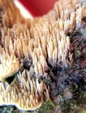 Dentipellis fragilis image