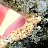 Dentipellis fragilis image