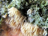 Dentipellis fragilis image