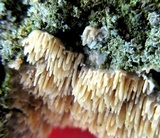 Dentipellis fragilis image