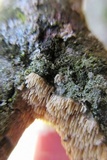 Dentipellis fragilis image