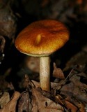 Boletus longicurvipes image