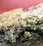 Dentipellis fragilis image