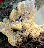 Dentipellis fragilis image