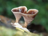 Podoscypha parvula image