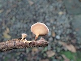 Podoscypha parvula image