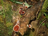 Podoscypha parvula image