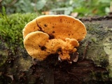 Rigidoporus lineatus image