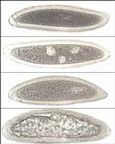 Pertusaria pertusa image