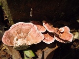 Rhodofomitopsis feei image