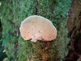Rhodofomitopsis feei image
