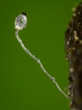 Pilobolus crystallinus image