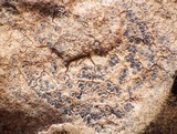 Diplotomma hedinii image