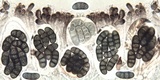 Diplotomma hedinii image