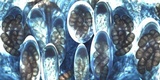 Diplotomma hedinii image