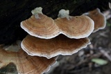 Image of Ranadivia modesta