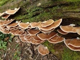 Ranadivia modesta image