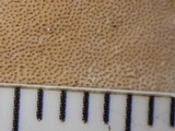 Ranadivia modesta image