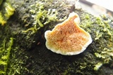 Junghuhnia aurantilaeta image