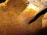 Suillus ochraceoroseus image