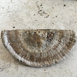 Trametes lactinea image