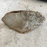 Trametes lactinea image